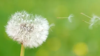 Can Employee Wellness Programs Cure What Ails Us?